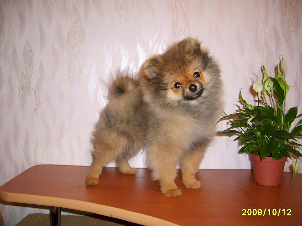 Pomeranian Spitz