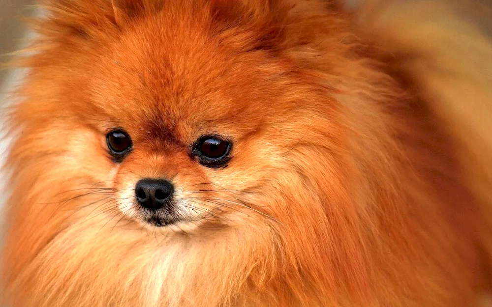 Spitz dog breed