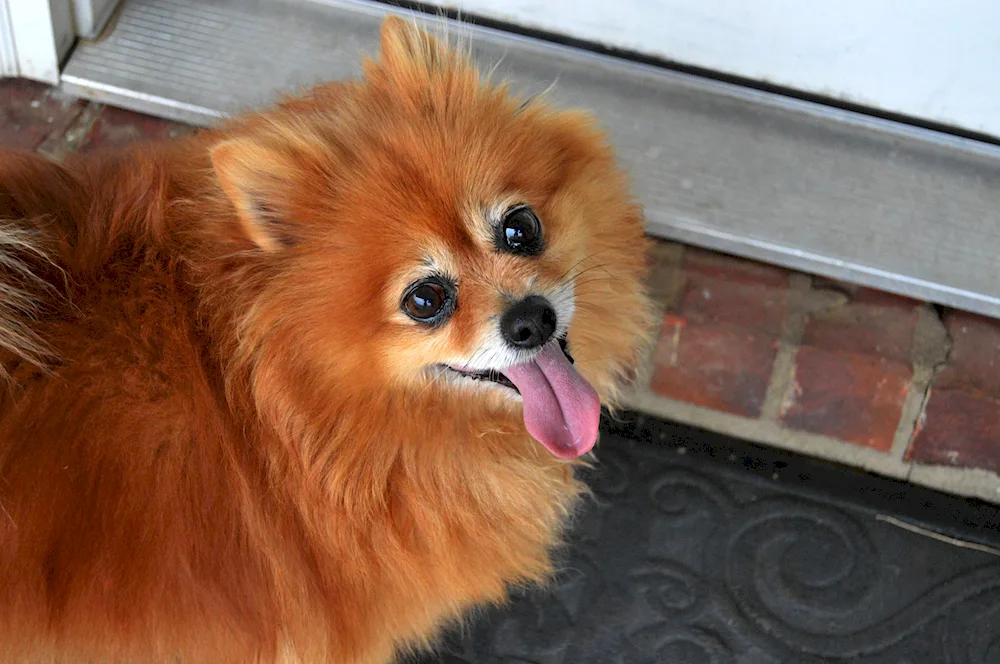 Spitz red puppy