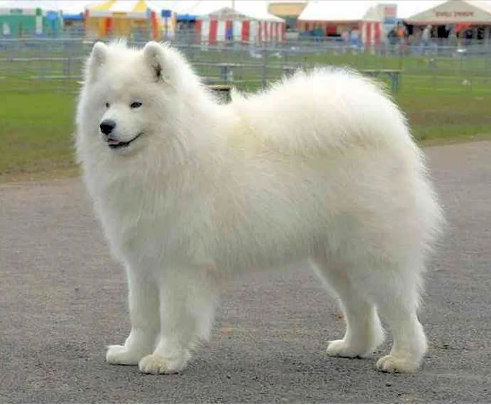 Samoyed husky