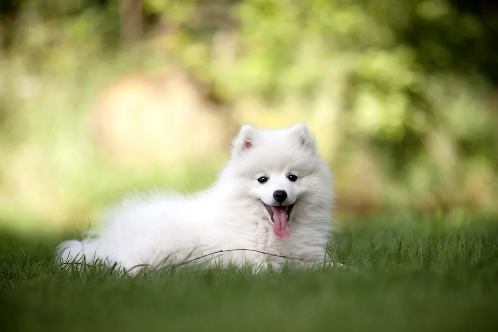White Spitz