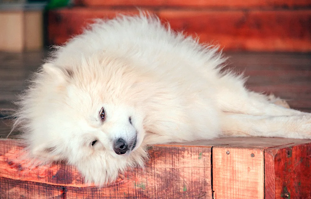 Samoyed husky dog