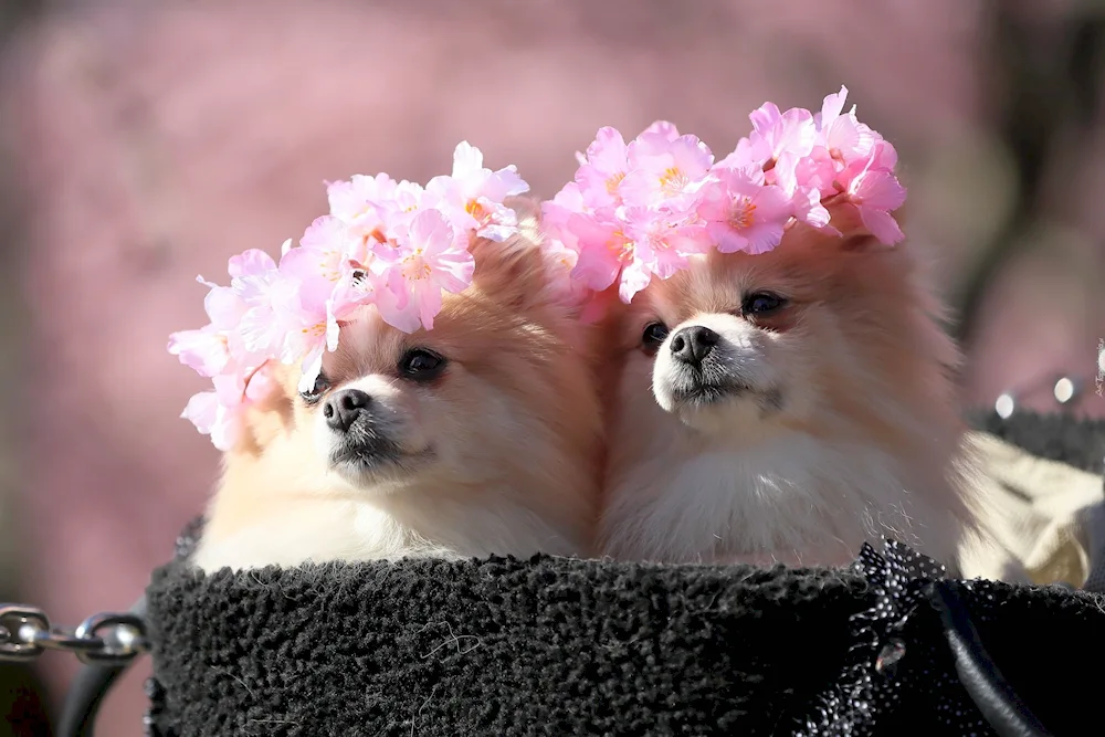 Royal Pomeranian spitz