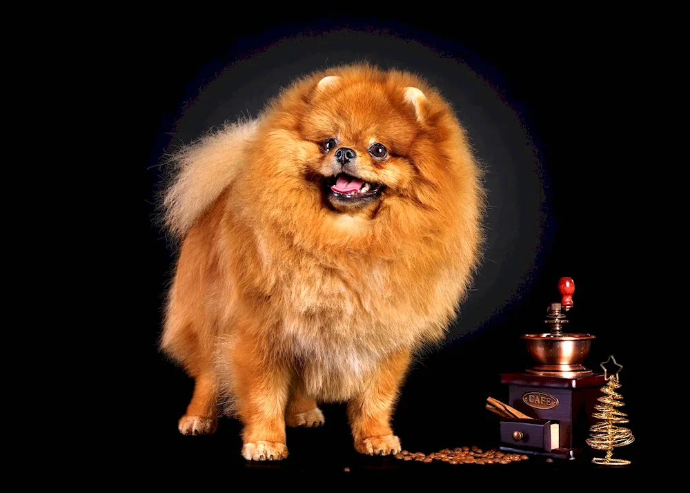 Pomeranian Dwarf Spitz