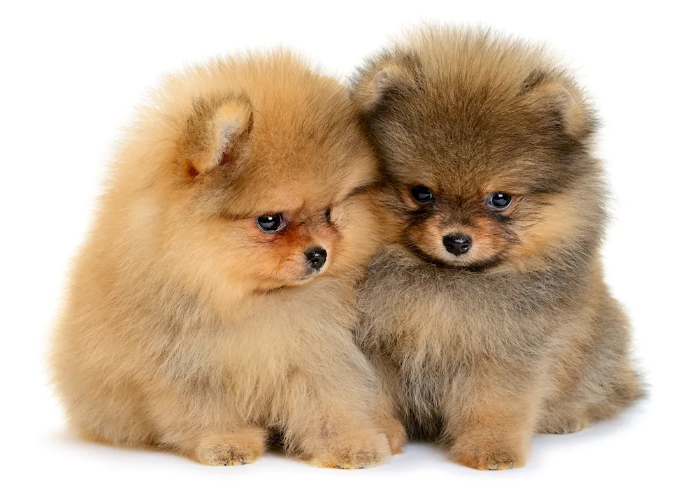Chihuahua Chihuahua
