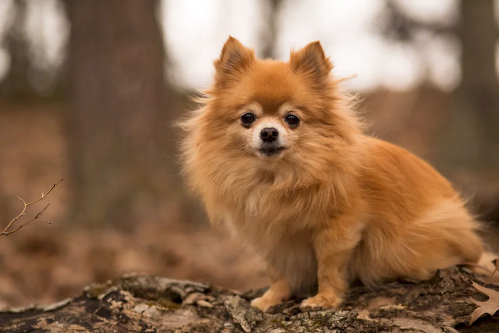 Spitz terrier Pomeranian Spitz pomchi