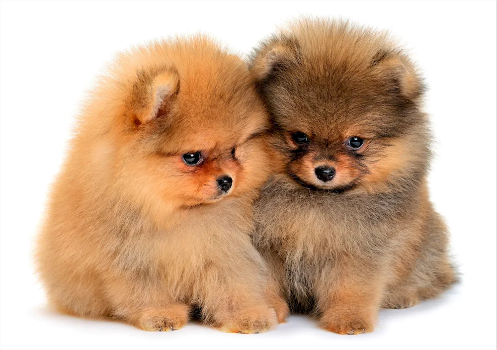 Cute Pomeranian Spitzes