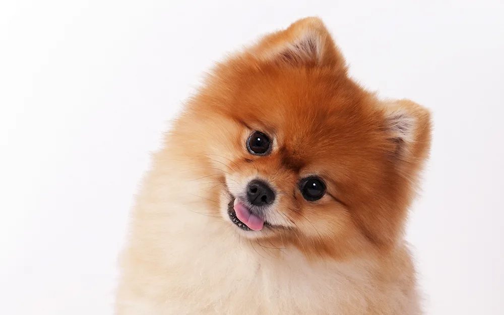 Pomeranian Terrier