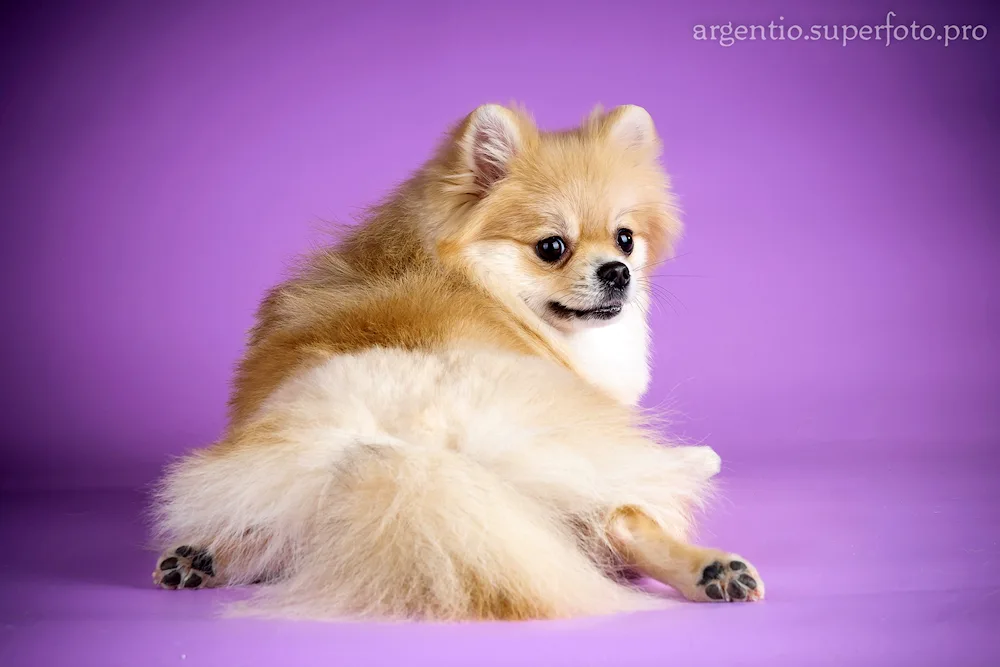 Brushing Spitz