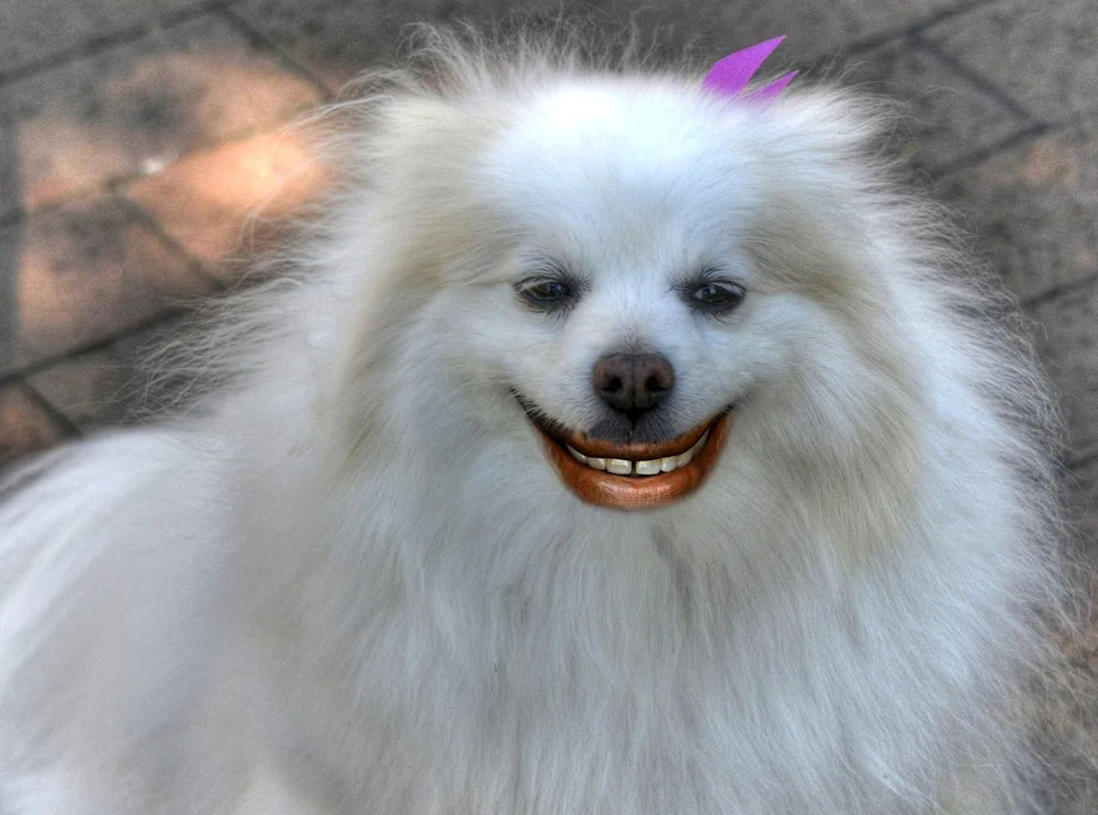 Smiling Spitz