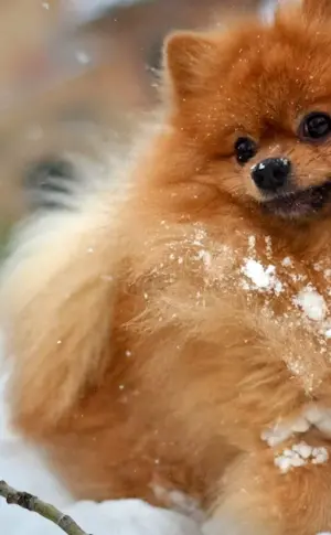 Spitz in the snow photo