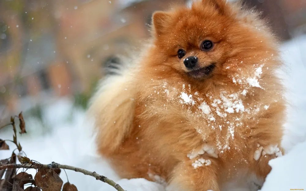 Spitz in the snow photo