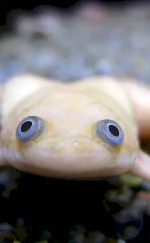 Albino Spurred Frog