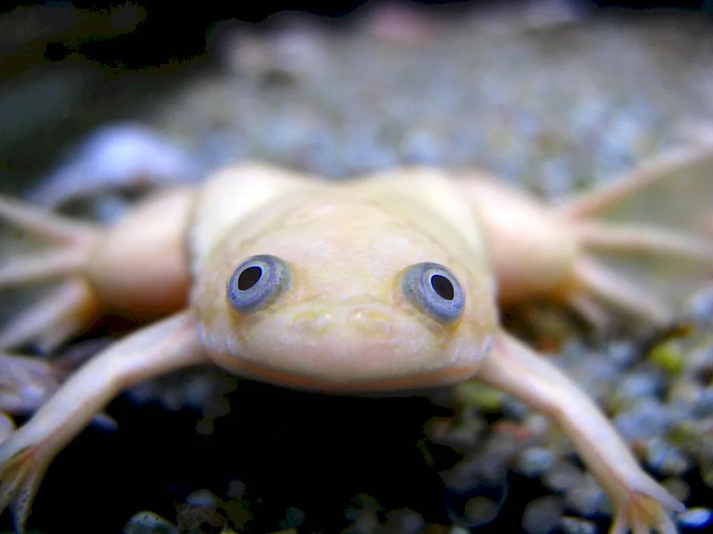 Albino Spurred Frog