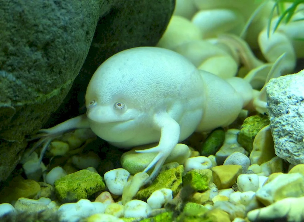 Albino Spurred Frog