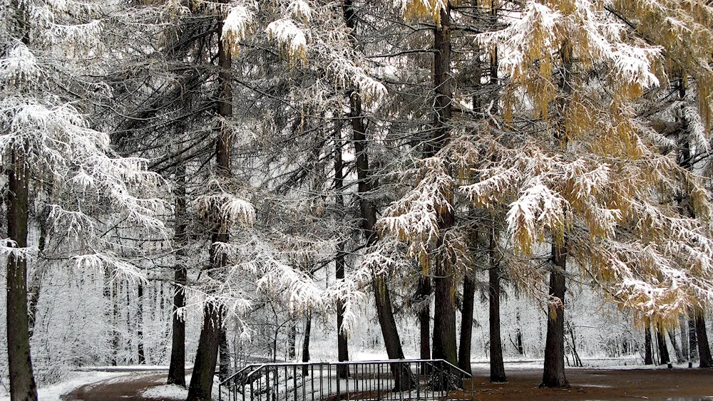 November nature