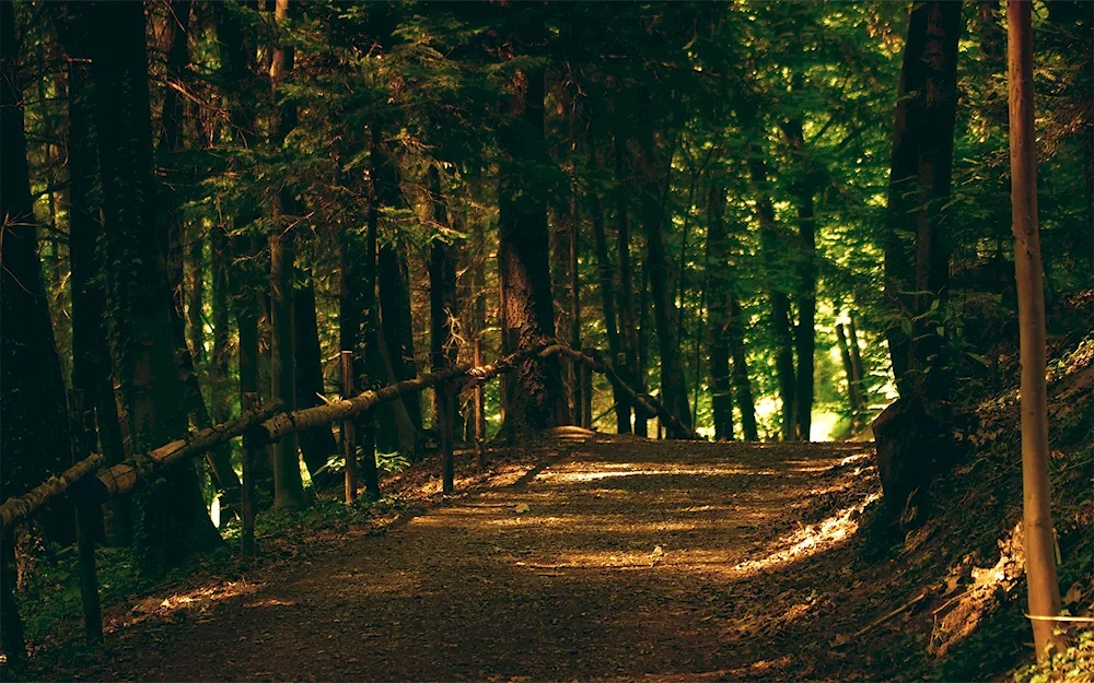 Schwarzwald path