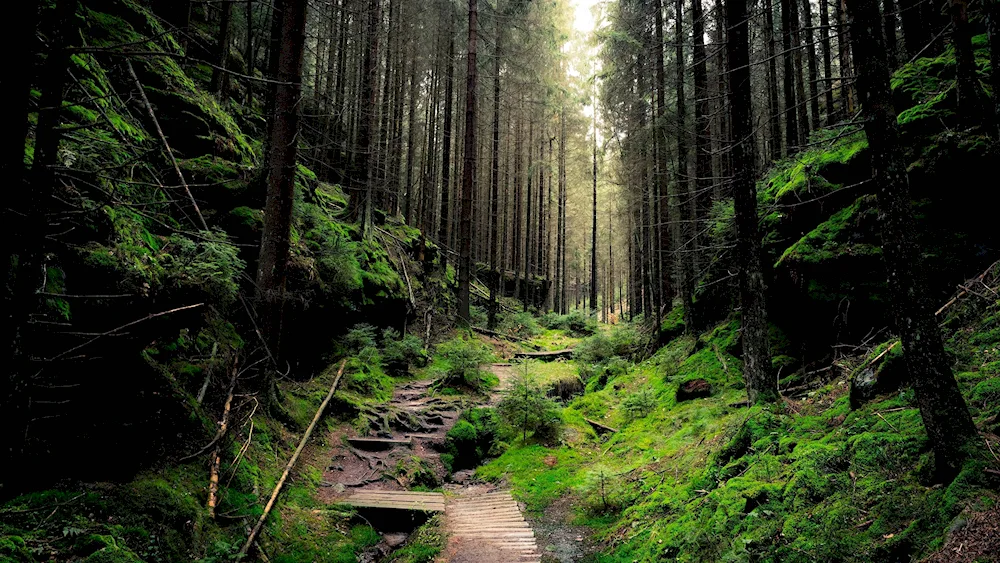 The Black Forest trail