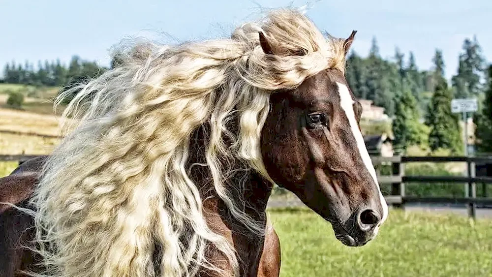 Horse hair