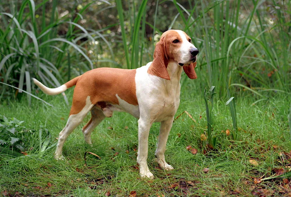 Foxhound Terrier