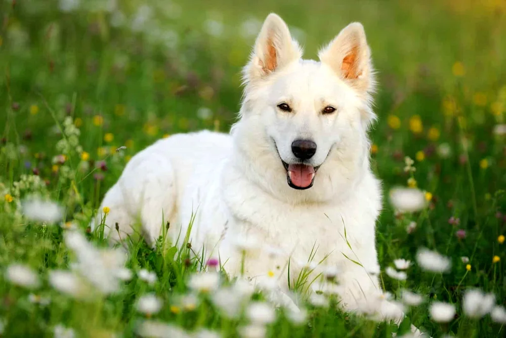 Samoyed dog Samoyed husky