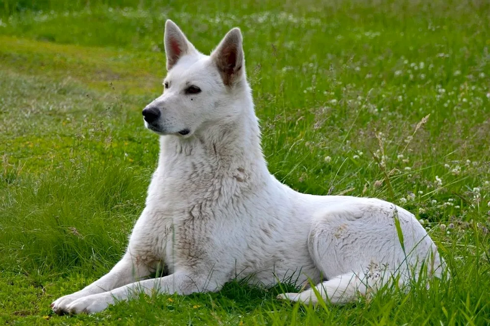 Samoed husky