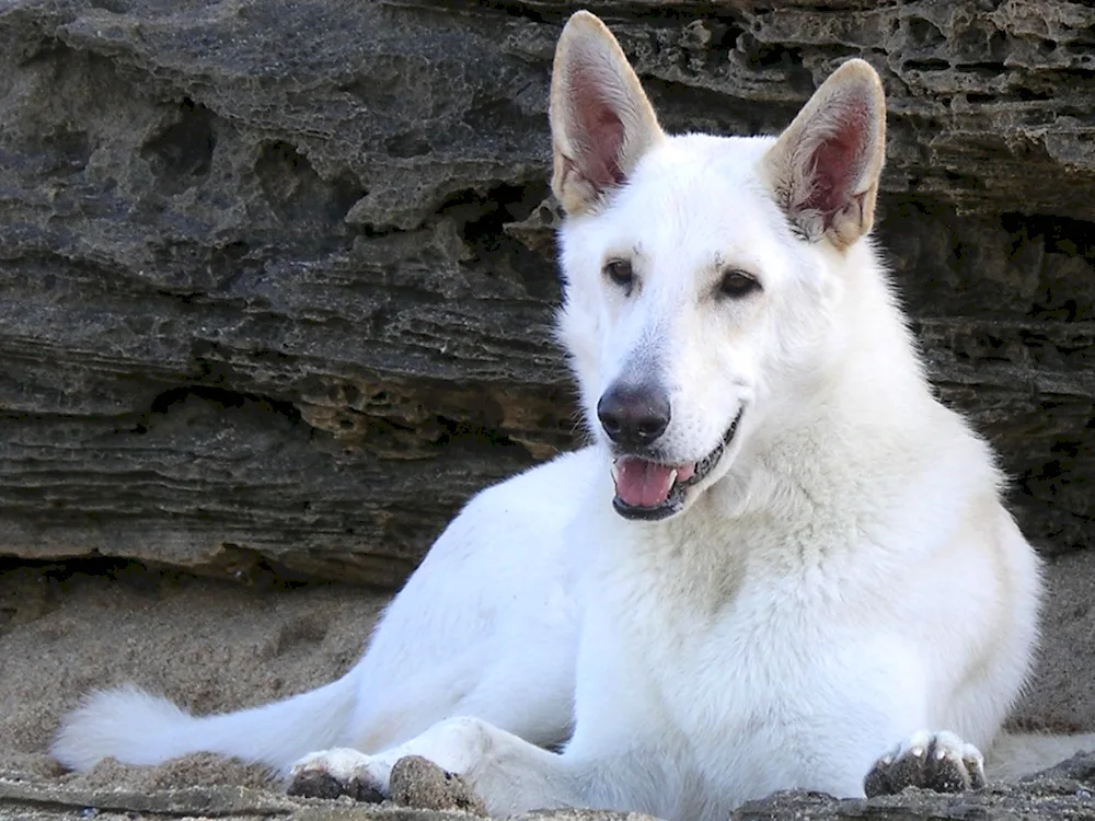 Swiss Shepherd Black Shorthair