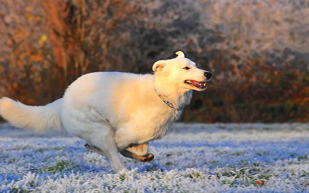 Swiss Shepherd Dog