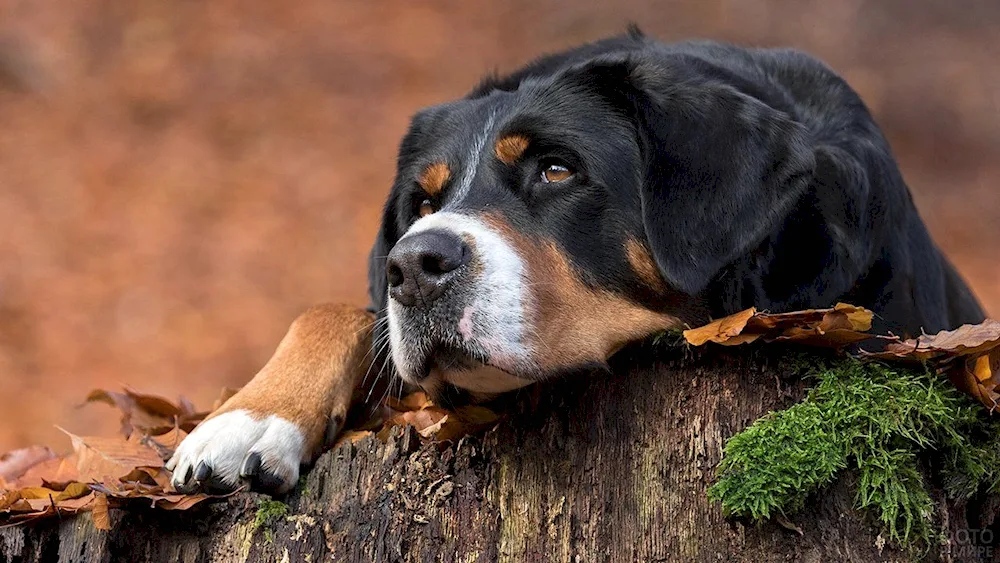 Bernese zennenhund