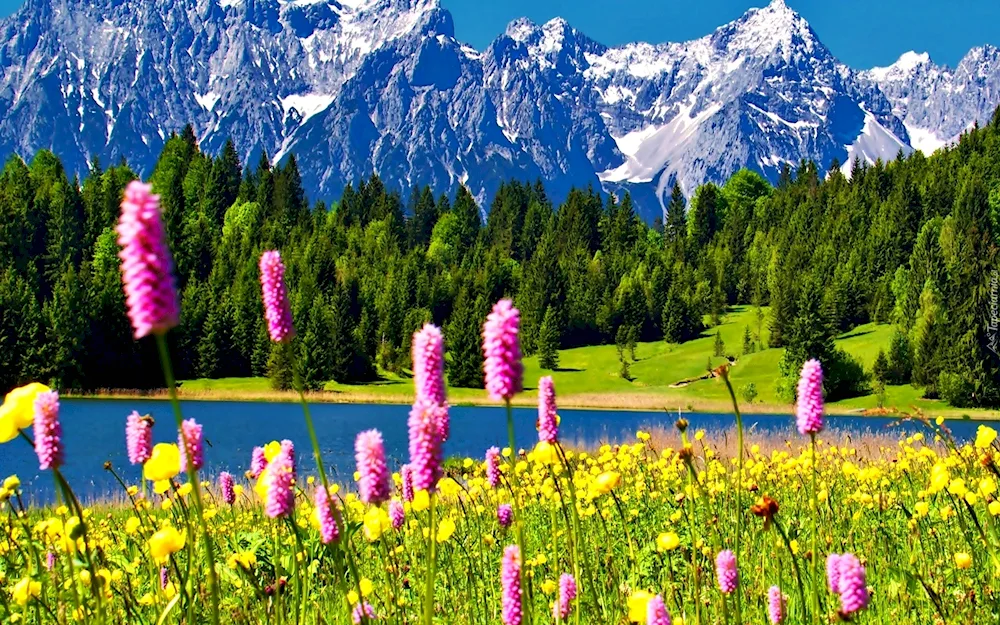 Mountain Altai Alpine Meadows