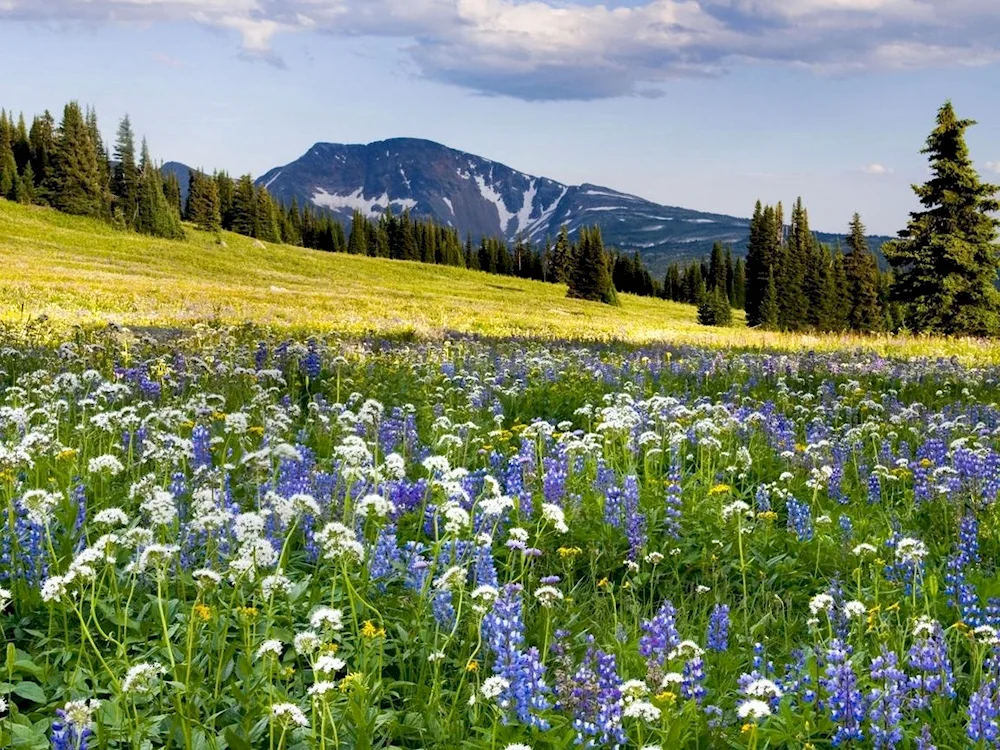 Nature