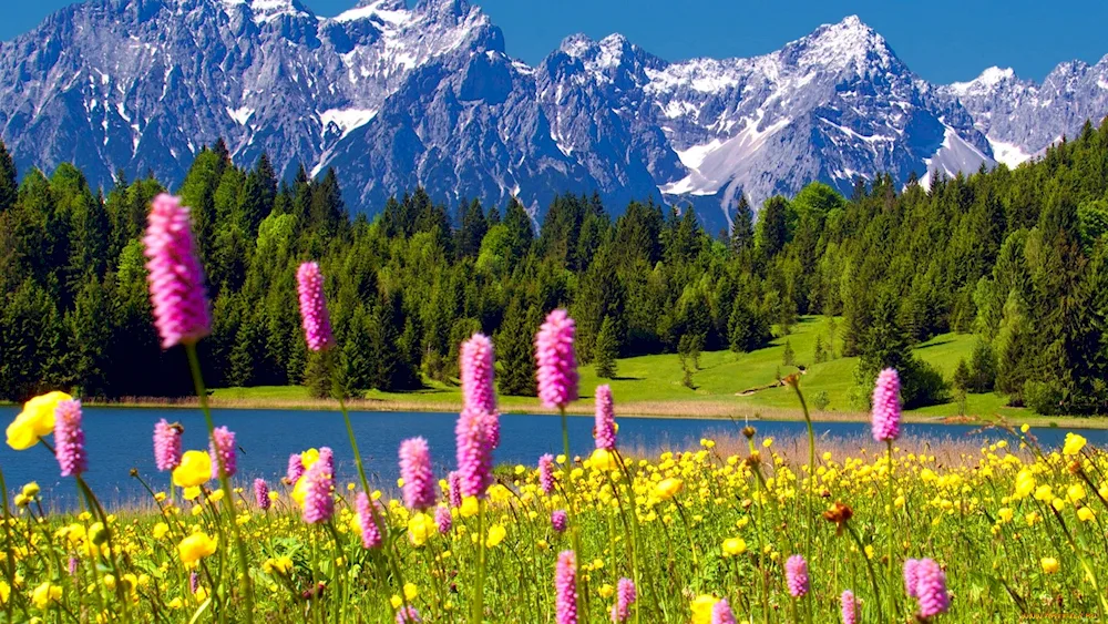 Sweden Alpine Meadows