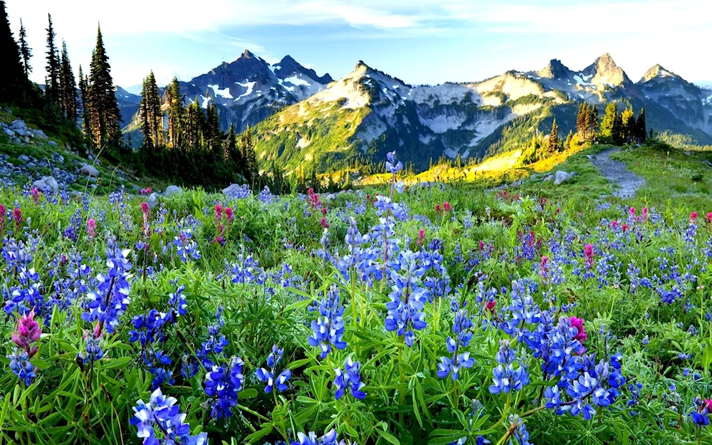 Spring forest