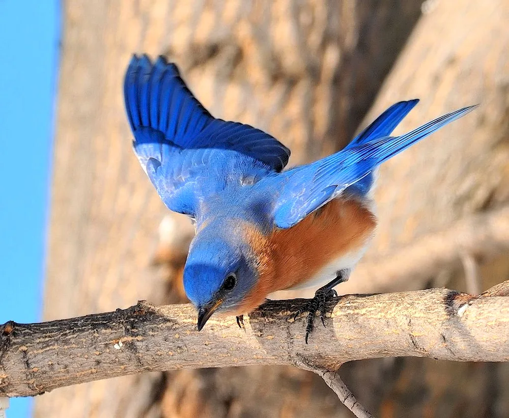 Bluebush Chaffinch