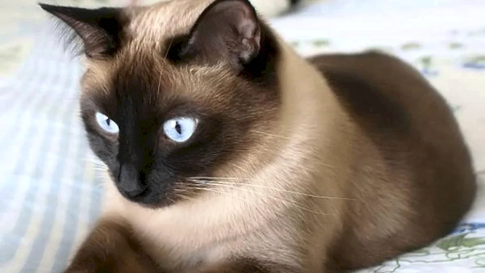 Siamese cat breed