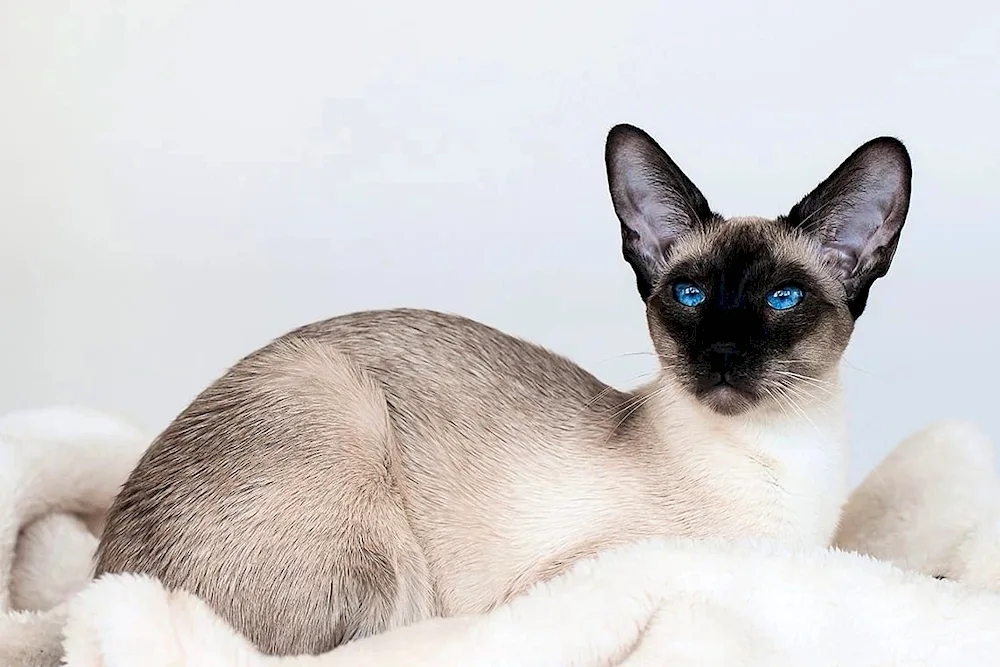 Siamese Balinese cat