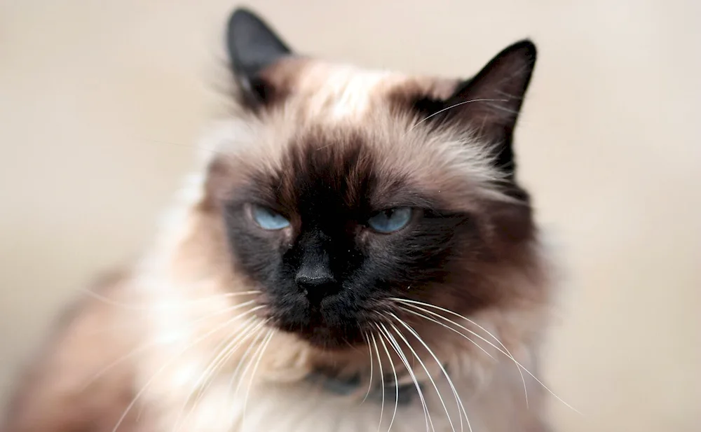 Siamese Balinese cat