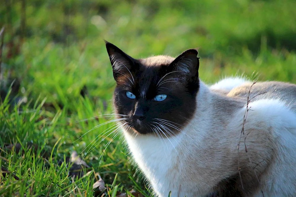 Siamese cat black