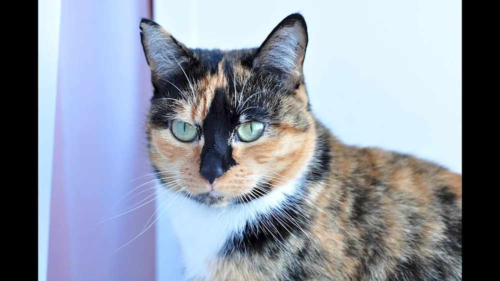 Siamese tortoiseshell cat