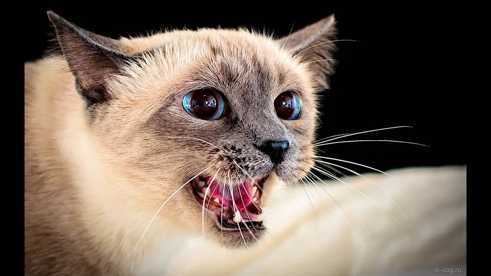 An evil cat