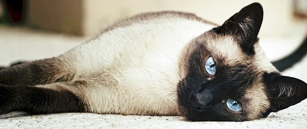 Siamese cat