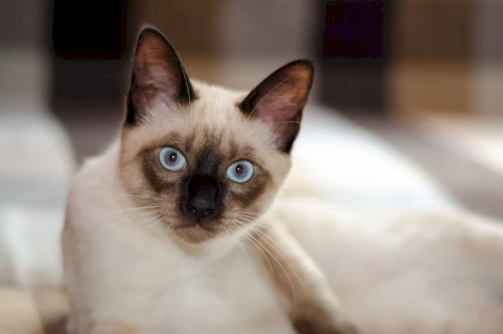 Siamese cat breed