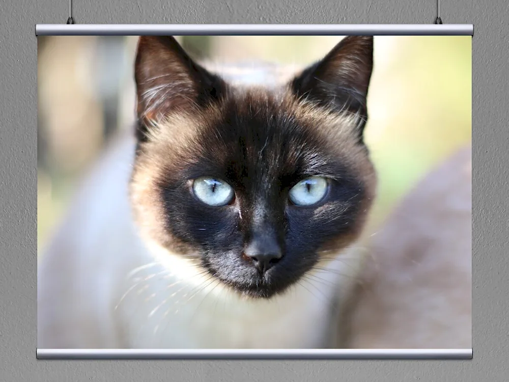 Siamese cat breed. cat