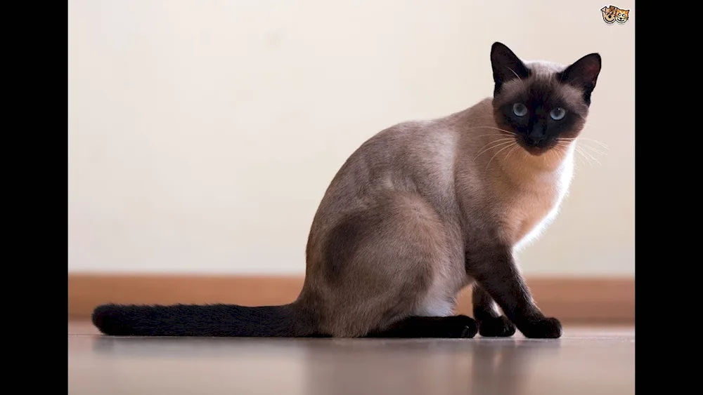 Siamese cat