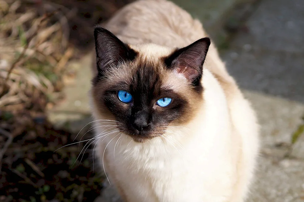 Siamese cat