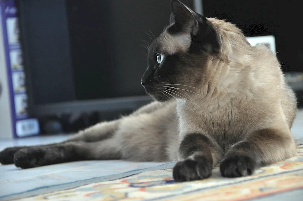 Scotch lop-eared Siamese cat. lop-eared Siamese cat