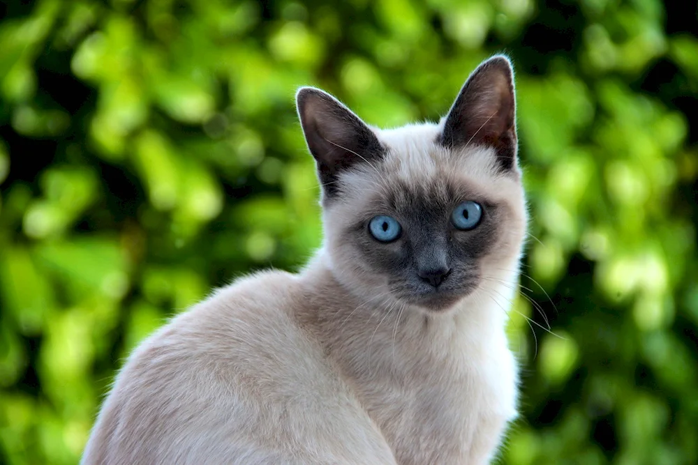 Siamese cat mestizo cat