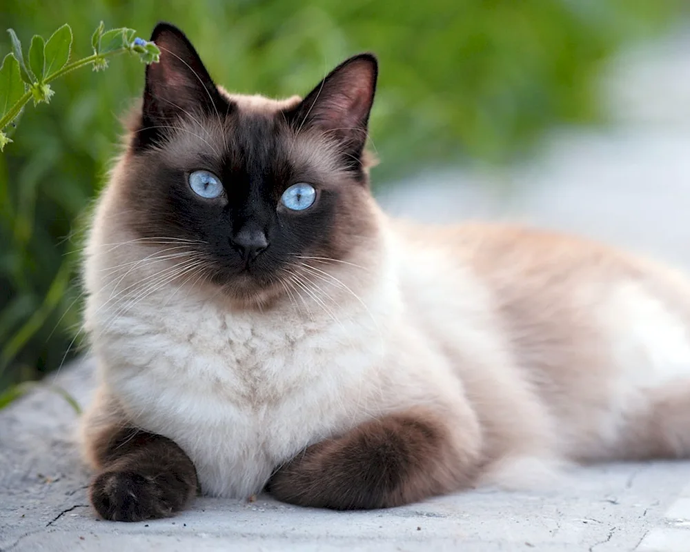 Nevsky Himalayan Siamese cat