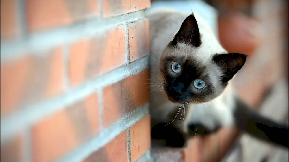 Thai cat kittens