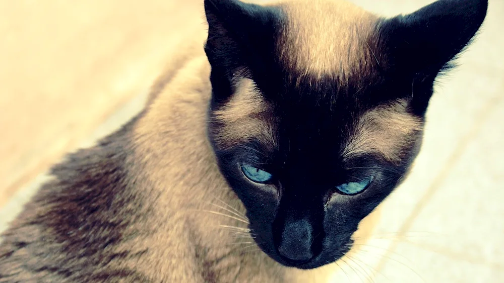 Siamese cat